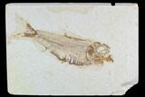 Fossil Fish (Knightia) - Wyoming #108308-1